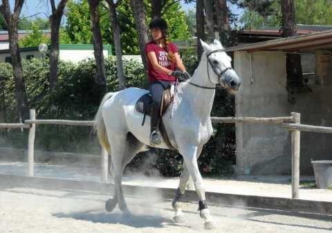 Il mondo dell'equitazione barese: tra gare, storie e amore per i cavalli